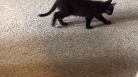 Adorable Kittens playing