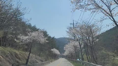 The road surrounded by cherry blossom trees