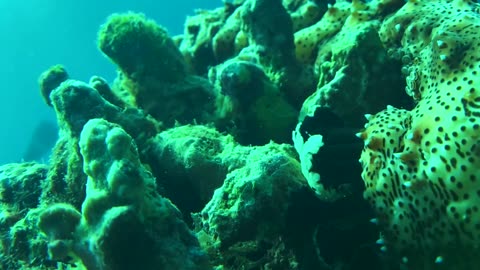 NO SOUND - Sea cucumber in Panglao Bohol Philippines