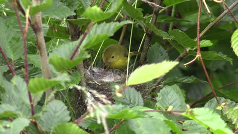 Cute wild bird feeding chicks on nest