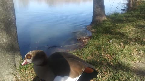 Egyptian Geese, Muscovy Ducks, and American Coot