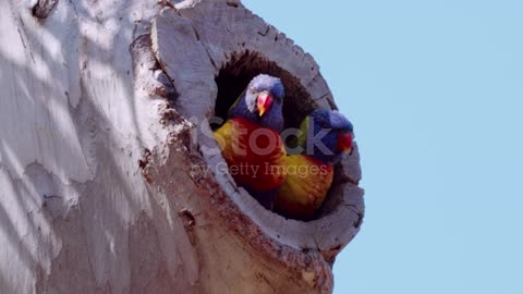 Cute Australian Rainbow Lorikeet bird , Mated pair nesting in Eucalyptus Tree