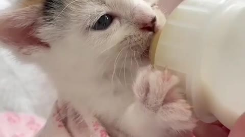 How Nicely My Cute Citten Taking Milk Feeding Himself