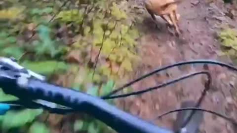 Dogs who love extreme sports