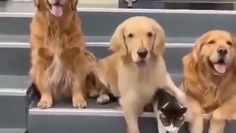 Dog taking the cat to take a picture!