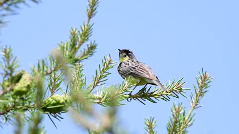 Singing Bird