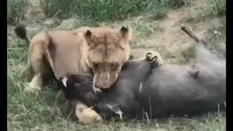 Loin Vs Fierce animal