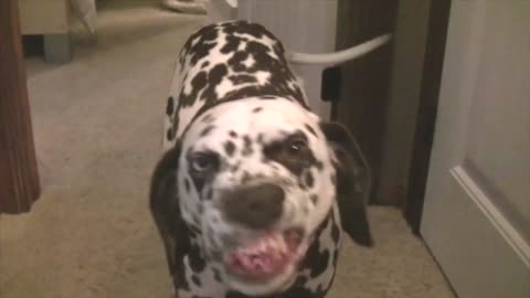 The Smiling Dalmatian