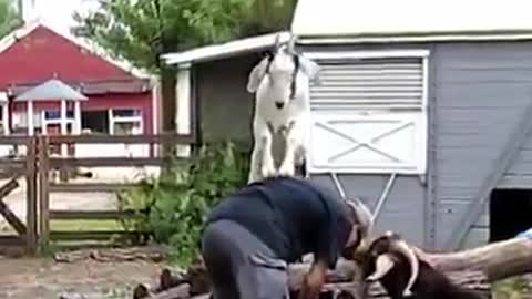 goat massage