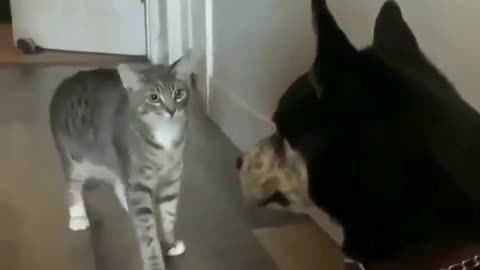 Cat and Dog смотреть