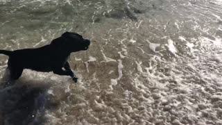 Dogs first time on the beach