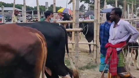 Cow market of village Ganj