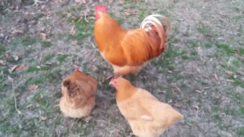 Sweet rooster giving treats to his hens