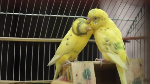 Two parrots kiss each other
