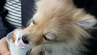 Pomeranian Puppy tries his first pupaccinno - slowmotion!