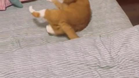 Funny Animals cat pet dog videos 001