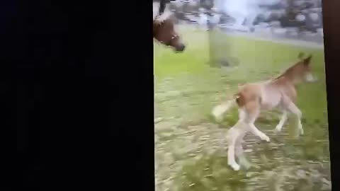 Baby horse and mother running around