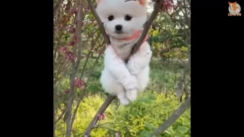 Cute puppy ,dogs,dog,dogs,Best dogs,cute dogs ,cute baby fun,lovely puppies,cute dog cute baby kids