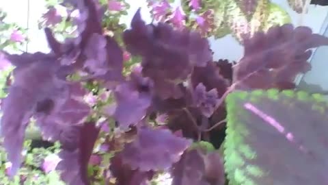 Many coleus plants in the flower shop, different colors and types! [Nature & Animals]