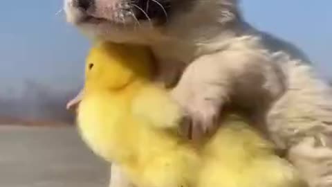 AWW SO CUTE, Cutest baby animals Videos