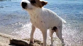 Ares jack russell terrier tail shakes