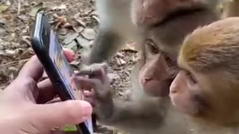 Monkey 🐒 watch video 😅 in mobile