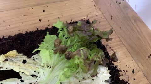 Lettuce Eating Snail