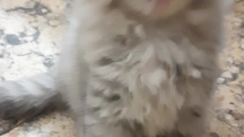 Kitten Carla Yumy Tounge Reaction For Fish Meal