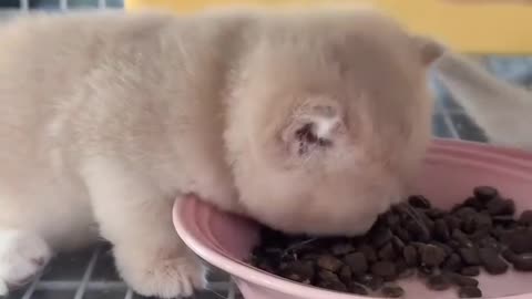 Sleepy kitten is eatting