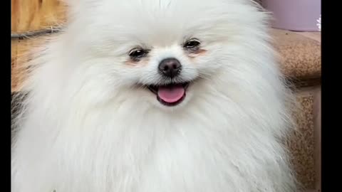 Cute dog 😍 😘 🥰 Look at all of you cute dogs smiling
