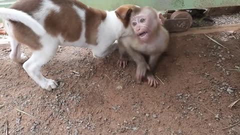 Rescue of cute monkey