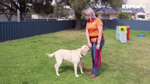 FREE DOG TRAINING SERIES –how to teach your dog to sit and drop!