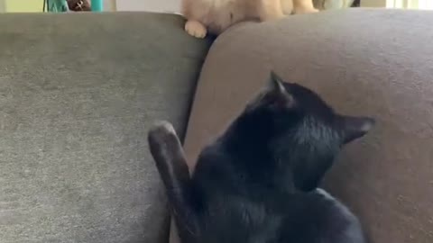 Cat funny fight