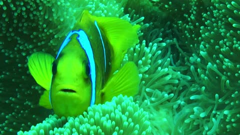 NO SOUND - Closeup of clownfish