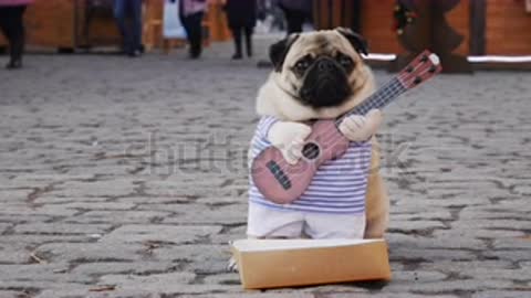 Fun dog with music