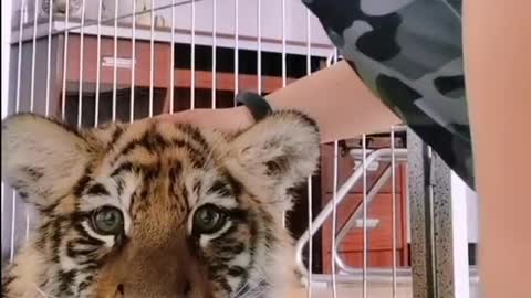 lovely tiger