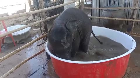 Baby elephant enjoying a swim