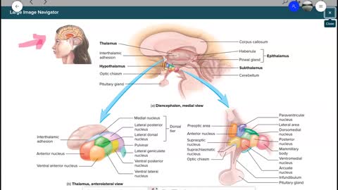 Anatomy and Physiology 1 - Chapter 13 Brain and Cranial Nerves