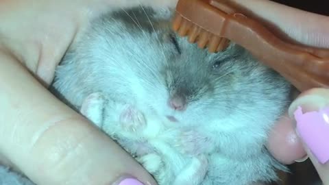Tiny Hamster Gets Her Hair Combed With A Toothbrush