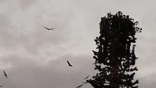 Birds migrate cell tower, watch!