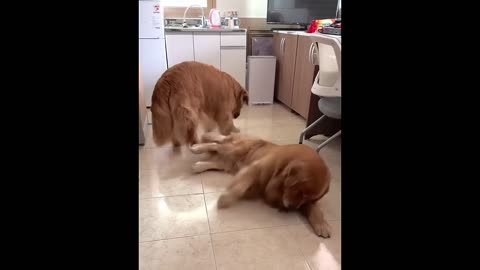 Funny dogs and cats video