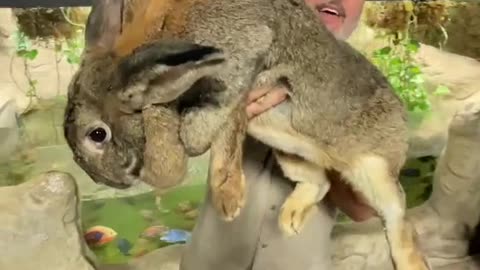 A very large rabbit
