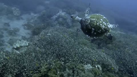 Freediving Indonesia rich marine life all around Bali part 1