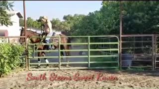 South Steens Sweet Raven - 2018 Wild Spayed Filly Futurity