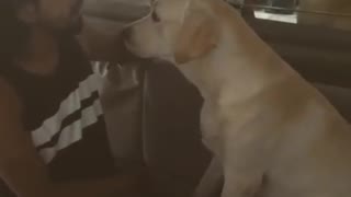 Guilty dog is very sorry for ruining owner's glasses