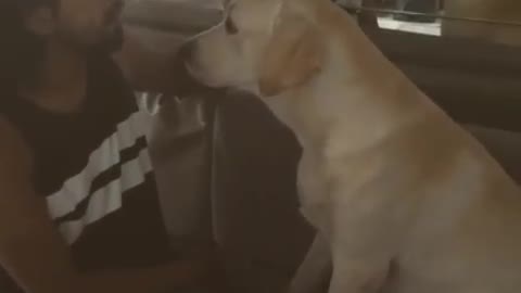 Guilty dog is very sorry for ruining owner's glasses