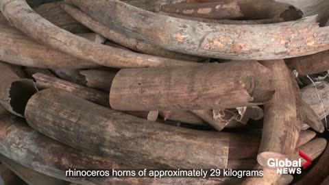 $18 million of elephant tusks, rhino horns, and other wildlife contraband seized in Malaysia