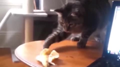 The Ultimate Funny Cat Video Collection