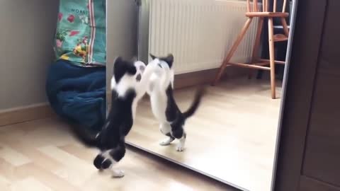 Funny Cat And mirror Video Funny video😂😂😂