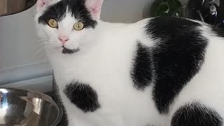 Black white cat stands on hind legs to eat from food bowl